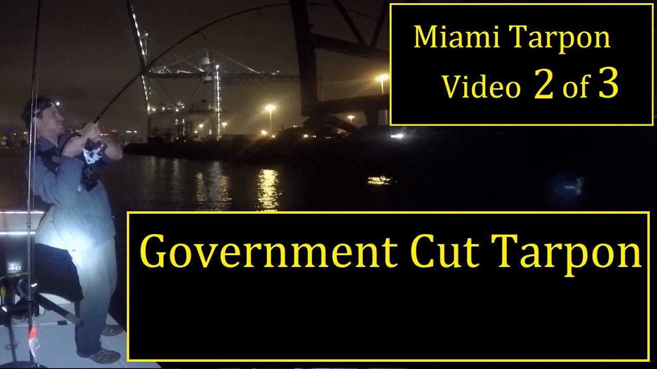 Shrimp Run in Government Cut Miami BIG TARPON