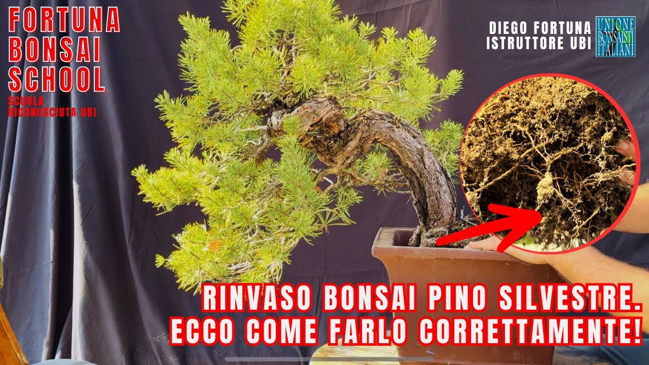 Rinvaso Bonsai Pino Silvestre. Ecco come farlo correttamente!