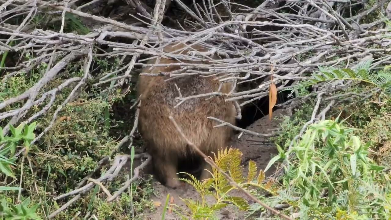 Wombat wanderings on Maria Island