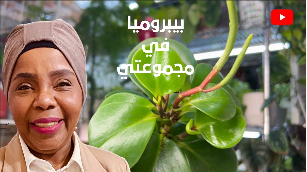 كيف الرعاية والاهتمام في نبات البيبروميا في بيتي بدون شمس