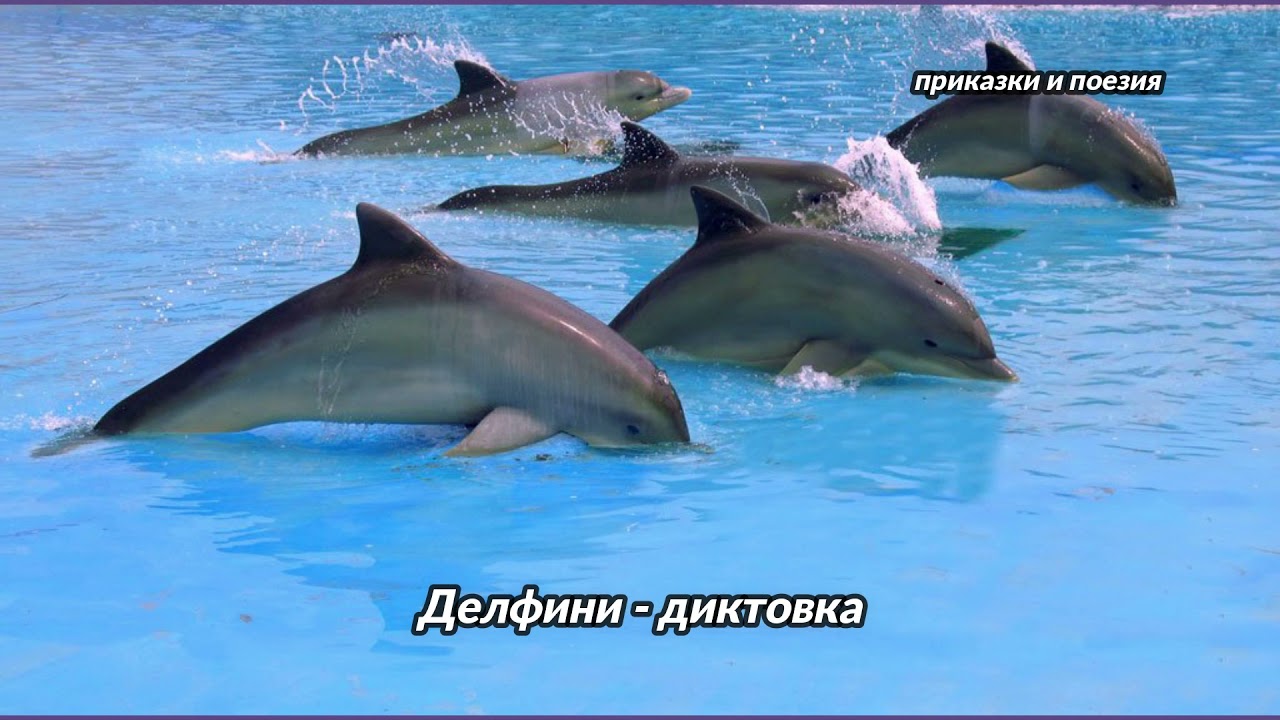 Делфини - диктовка