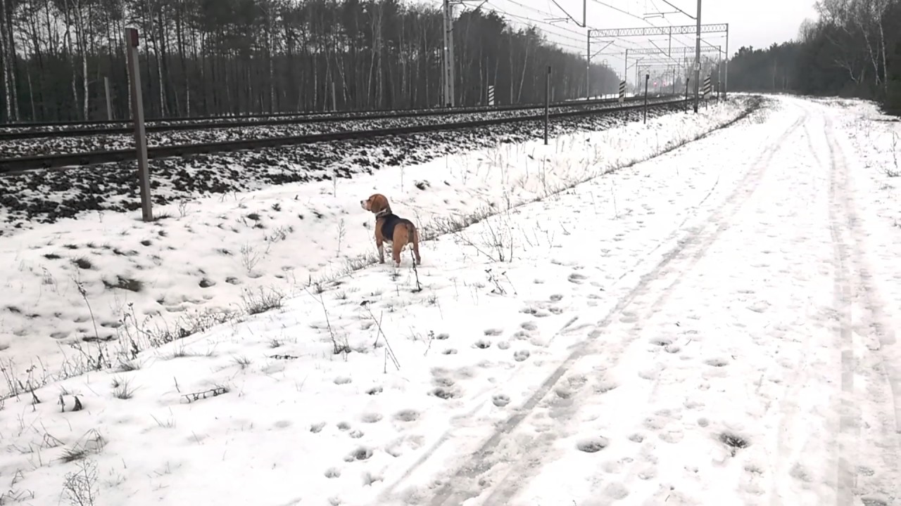 POLOWANIE NA SARNY POD LEGIONOWEM - 22.01.2017 - 2