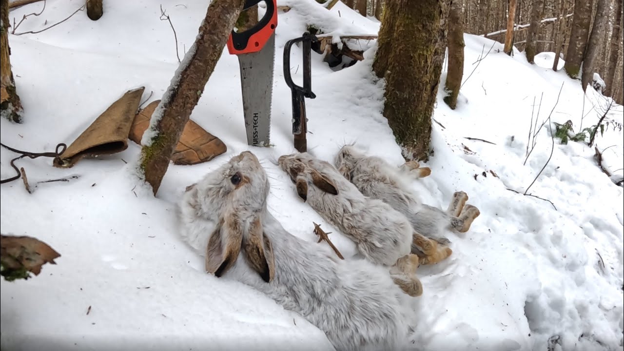 Snowshoe Hare [Lepus Americanus] During A Newfoundland Christmas Hike Episode104