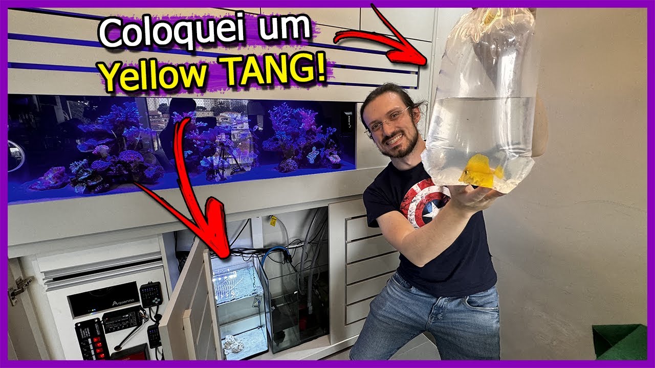 Coloquei um Yellow Tang CRIADO em CATIVEIRO no Aquário Quarentena da MINHA CASA!