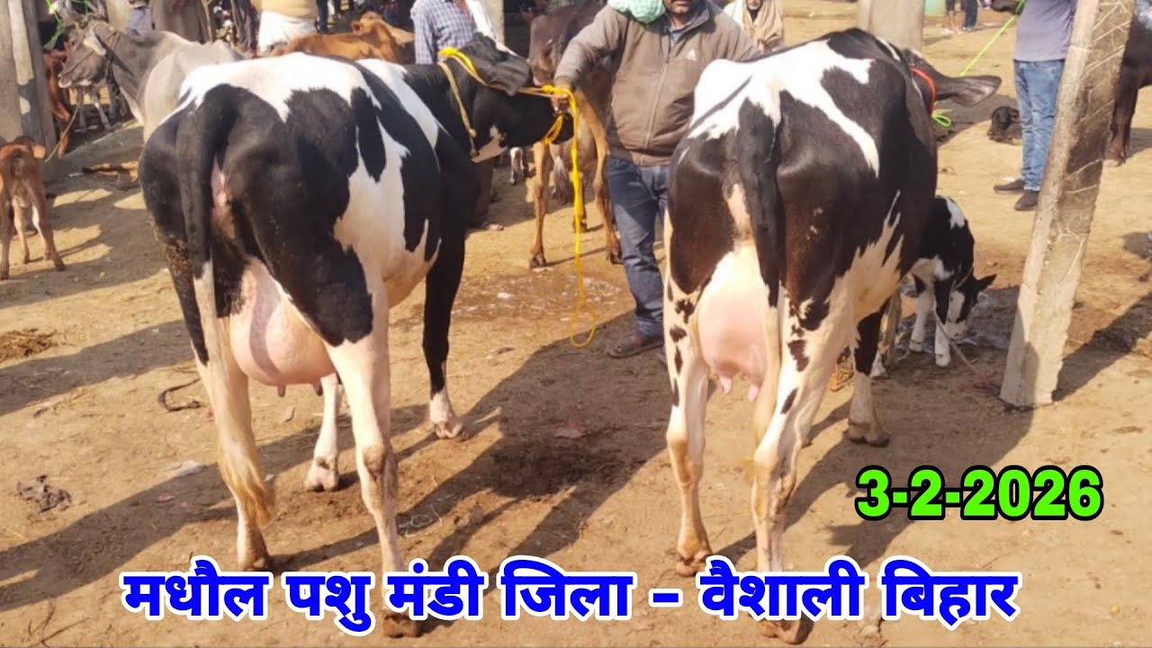 आप भी Dairy Farm के लिए गाय खरीद करना चाहते हैं तो आप मधौल पशु मंडी में आकर खरीद कर सकते हैं. #cow 