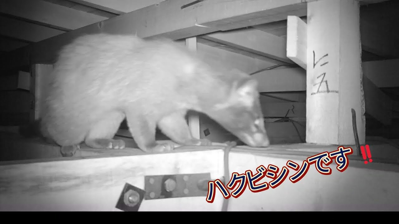 ハクビシンからの二次被害😭