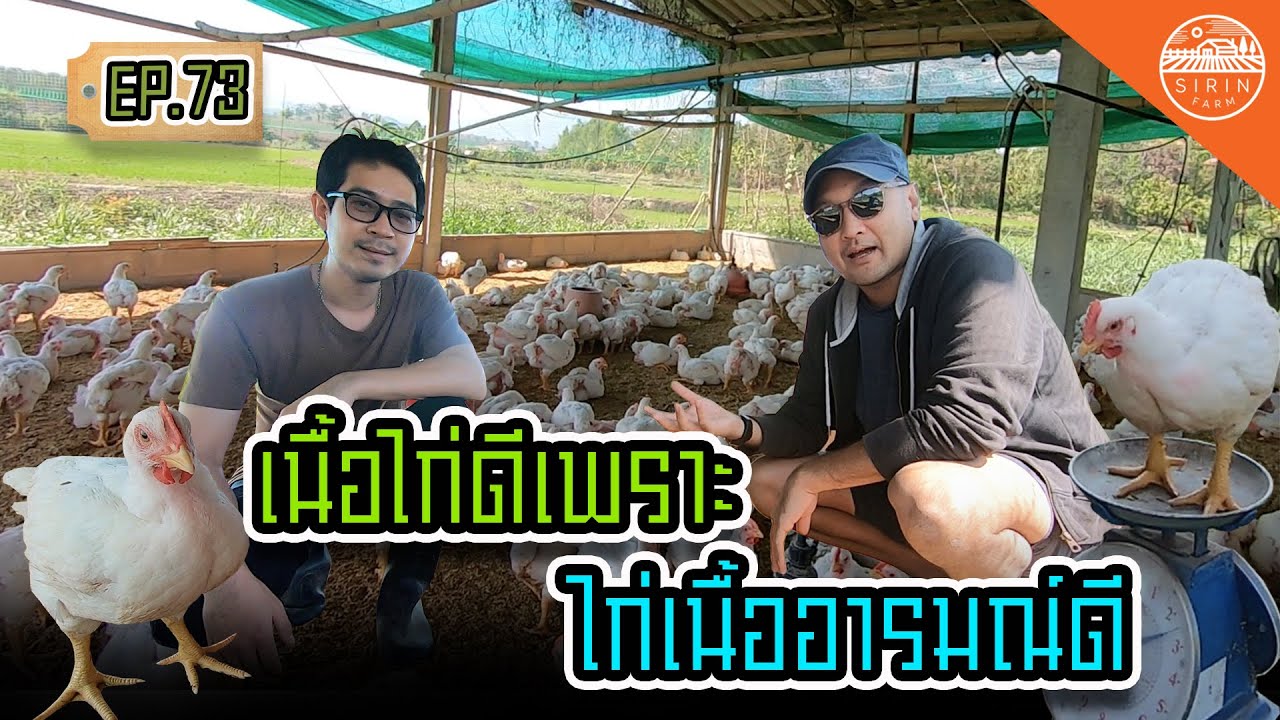 เนื้อไก่ดี เพราะไก่เนื้ออารมณ์ดี - Free Range Chicken - Sirin Farm (EP. 73)