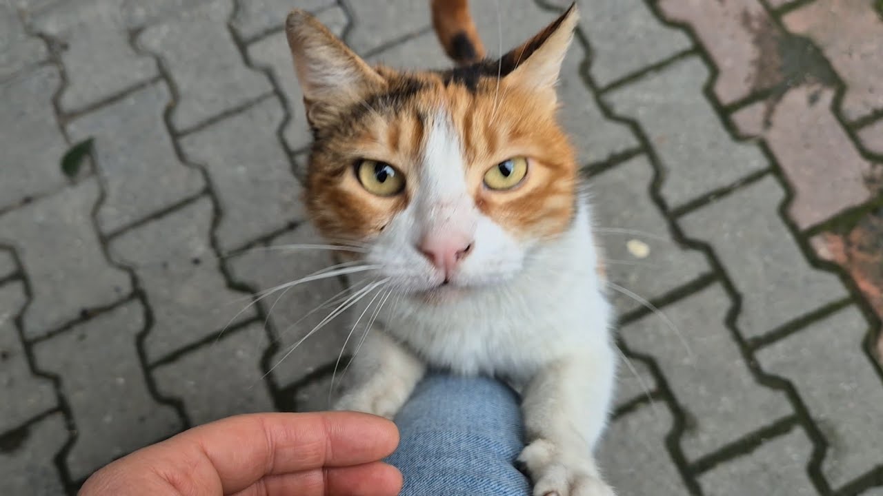 A cute hungry calico stray cat climbs up my leg asking me for food