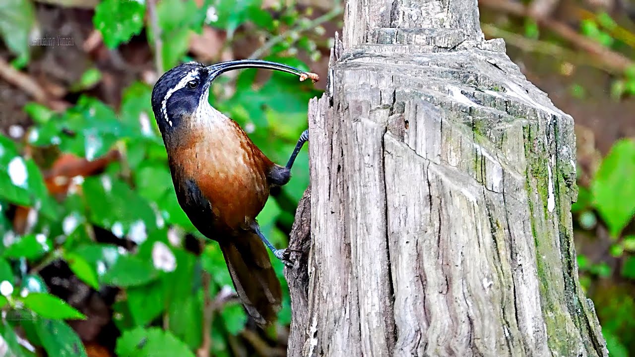 雲南百花岭鳥類紀錄-2024元月- Yunnan Baihualing Bird Records