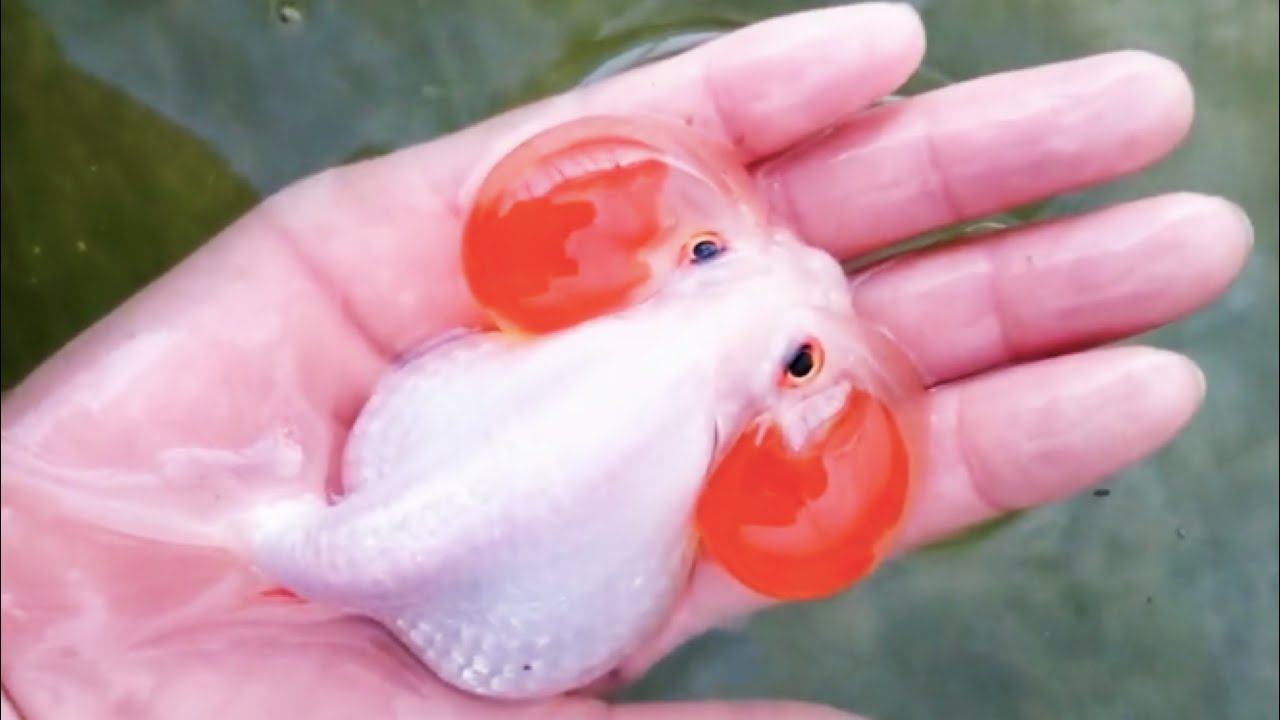 Super Adorable Goldfish - Extra Large Size Goldfish, Ranchu, Lion Head, Ryukin