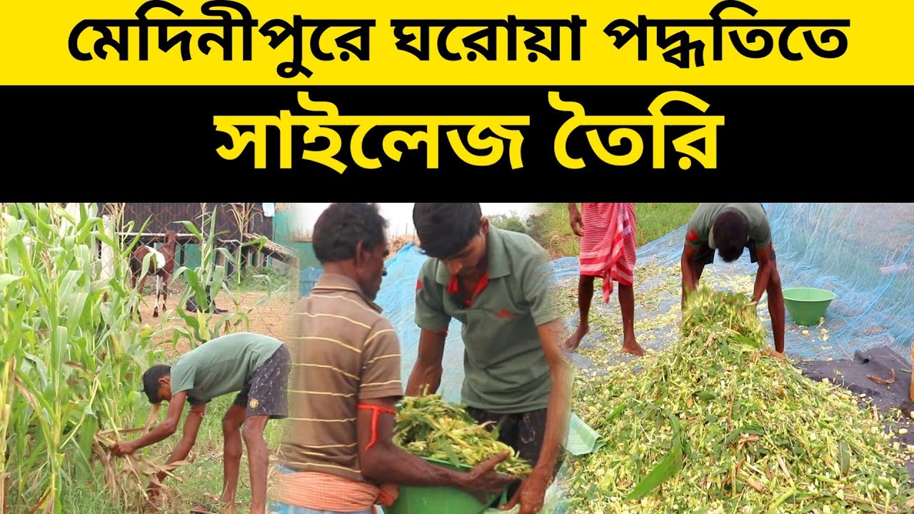 ঘরোয়া পদ্ধতিতে সাইলেজ তৈরি || corn silage making || corn silage making process | goat silage making