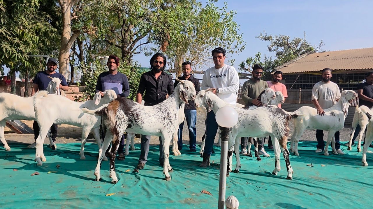 The Biggest Collection Of Biggest Goats In One Video | Heavy Sojat At FG Goat Farm Modasa Gujarat. 