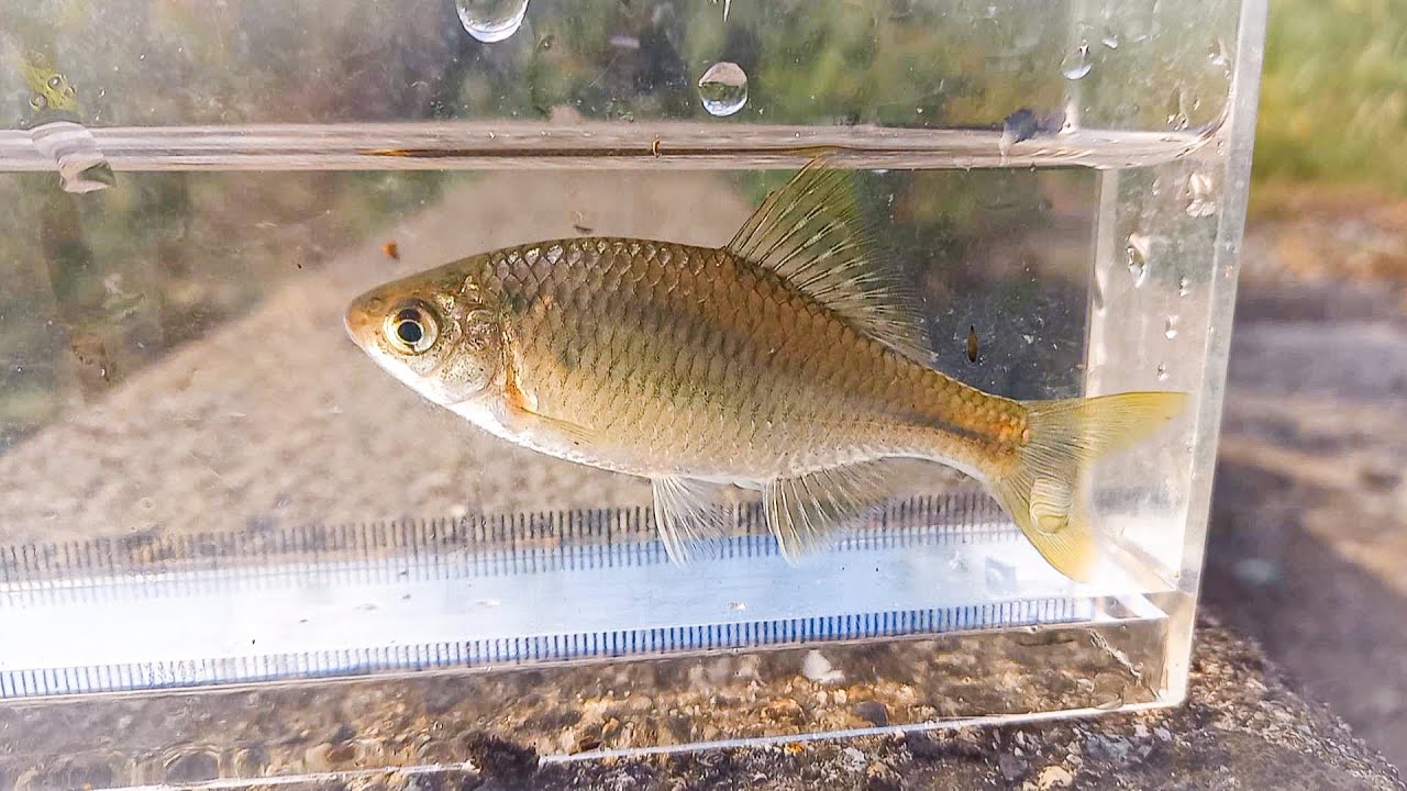 大河川の片隅でシロヒレタビラ様にご挨拶[タナゴ]
