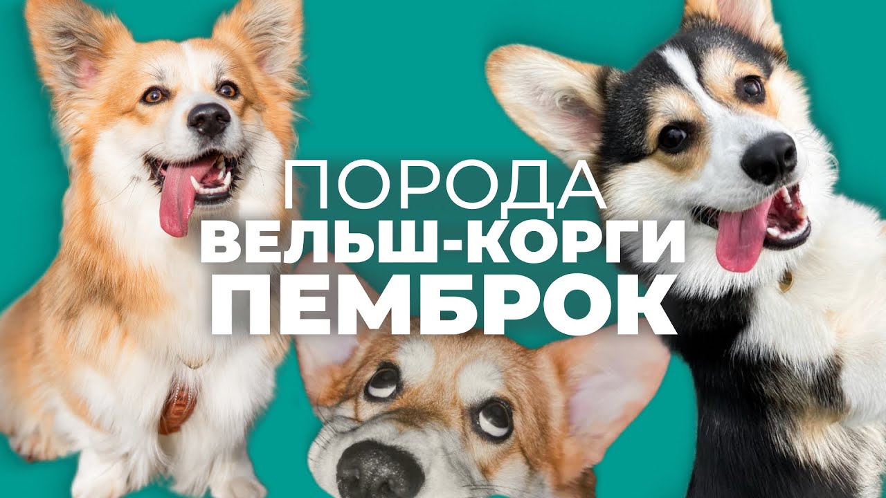 Вельш корги пемброк 🐾 Плюсы и минусы, уход и поведение