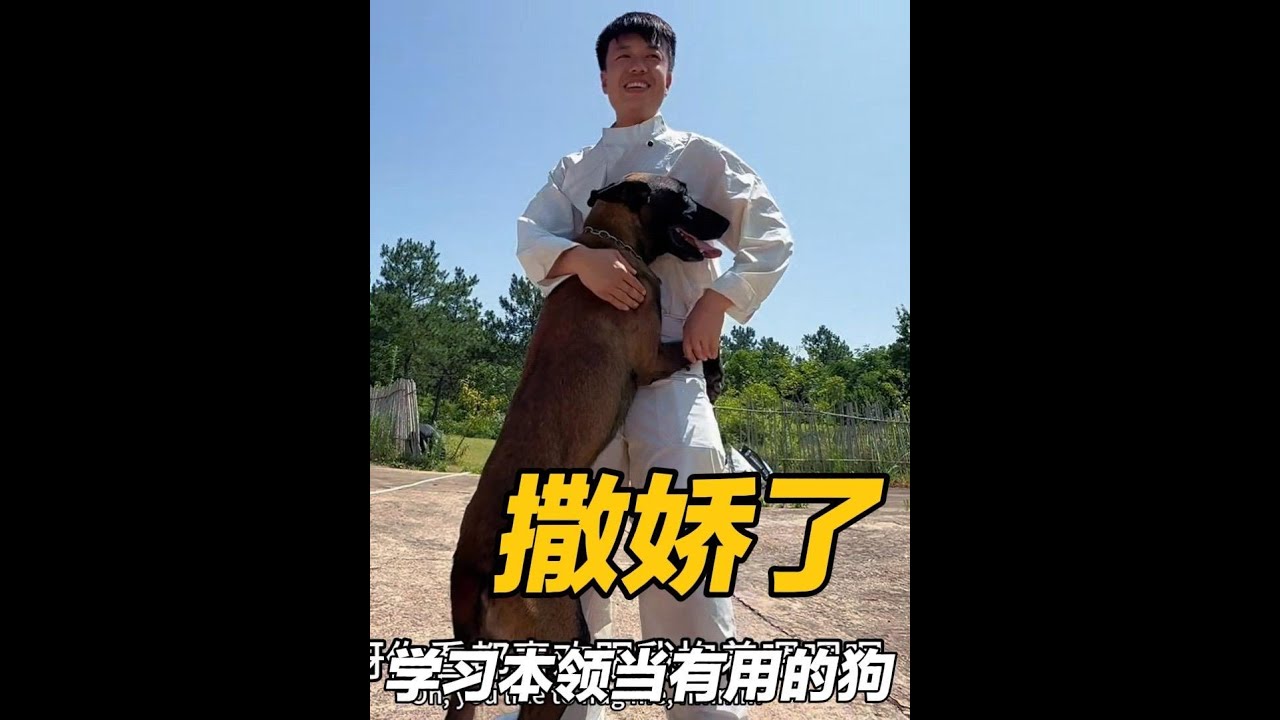 不要轻易养狗它会爱你胜过爱自己，让十七学技能，以后当有用的狗