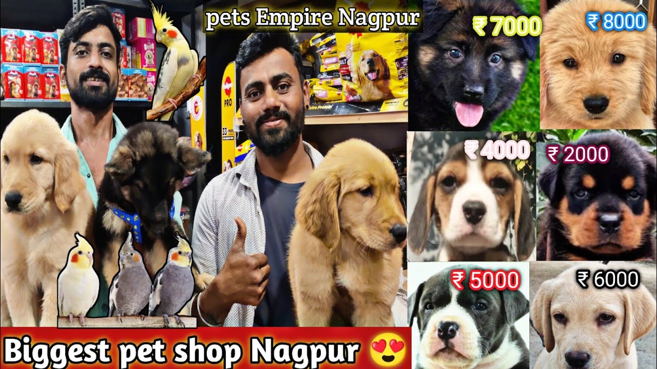 Biggest pet Shop in Nagpur 😍 all breed dogs puppy,cat, bird and fishes available 😱 low price puppy