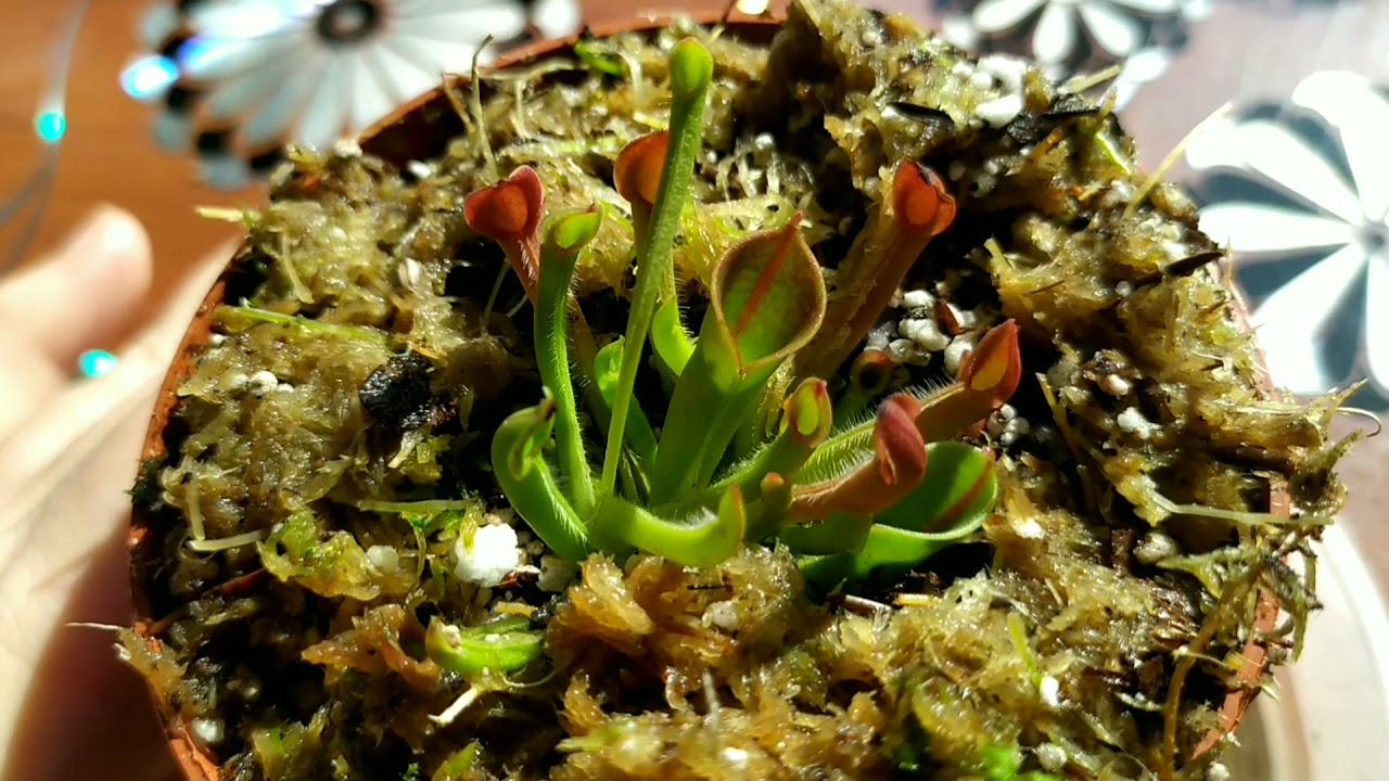 Гелиамфора. Heliamphora. Содержание и уход. Насекомоядное растение.