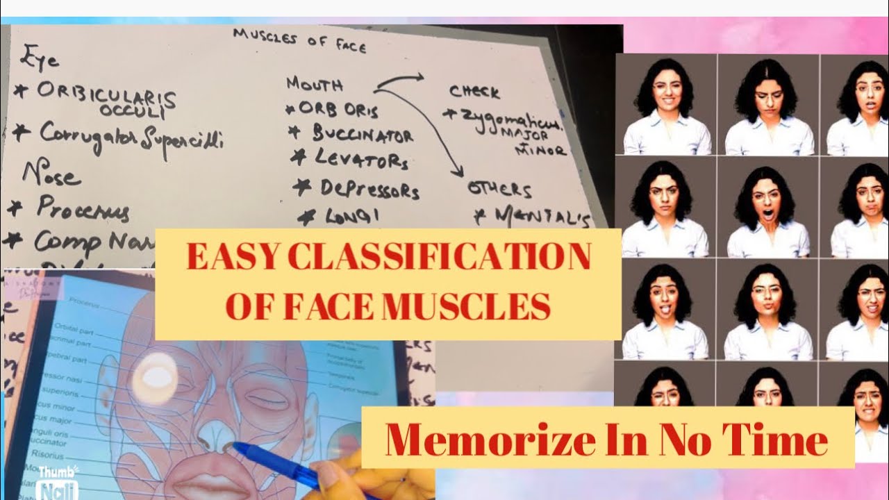Facial Muscles | EASY | Facial Expressions Face Muscles Classification