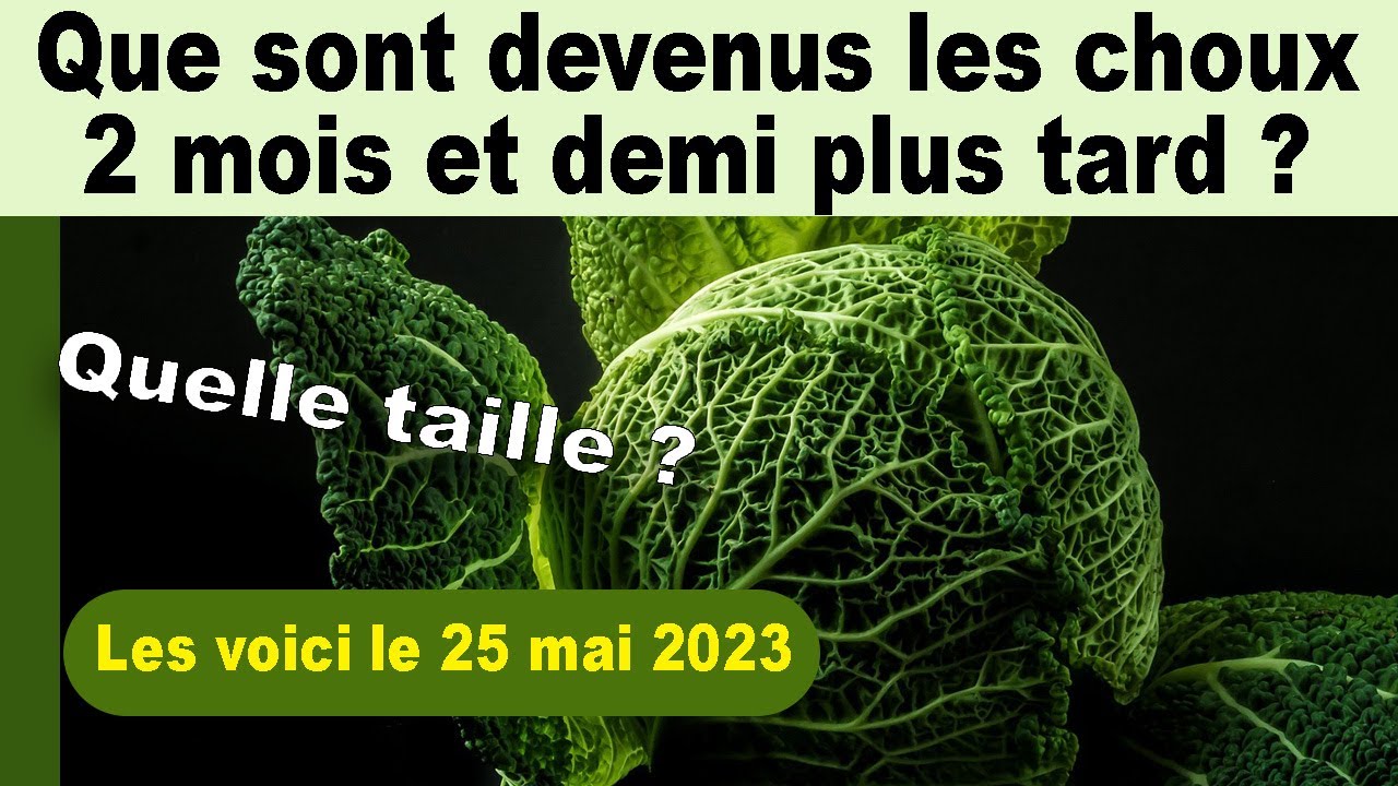 Que sont devenus les choux verts à la date du 25 mai 2023 (2 mois et demi plus tard?)