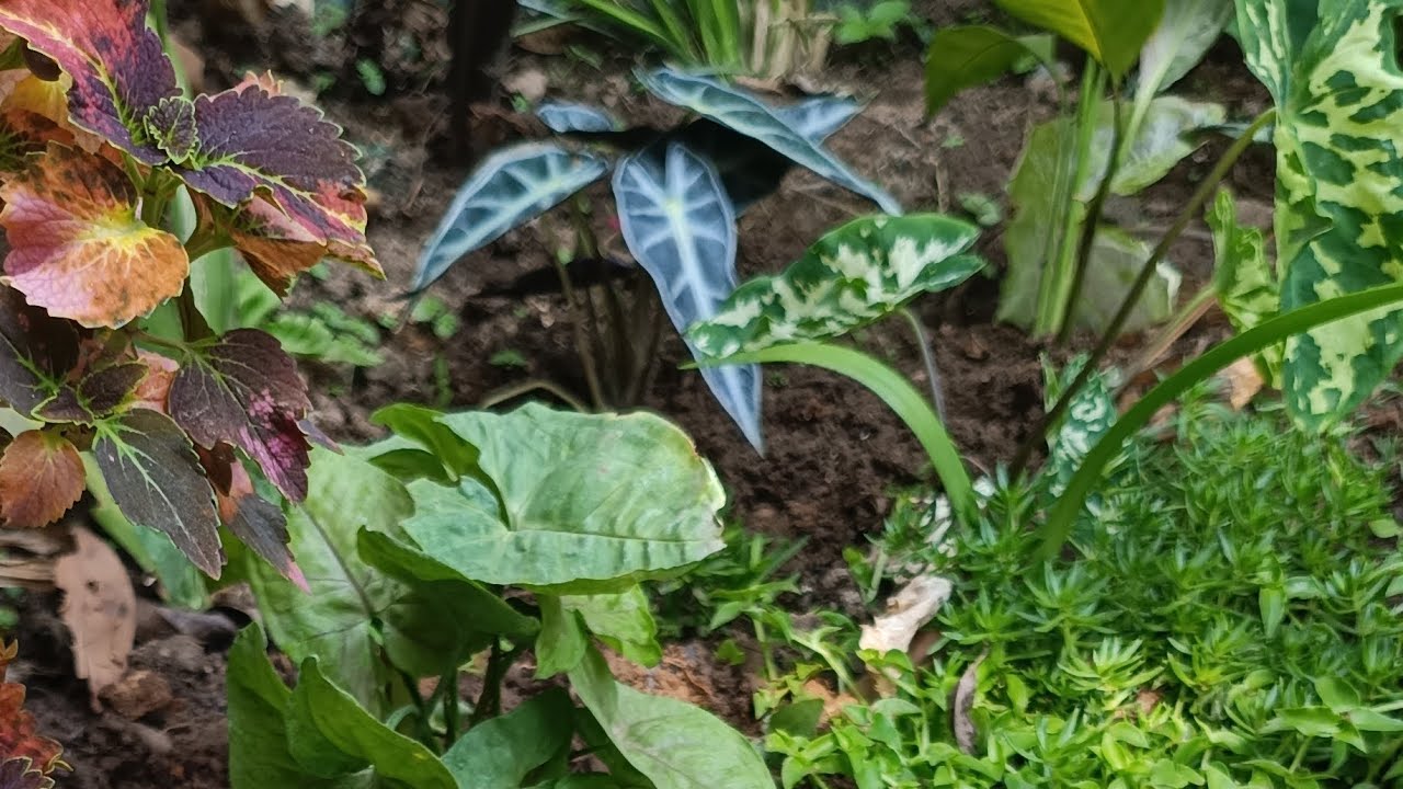 Today natural caladium plant hunting video ☘️#caladium #caladiumlovers 