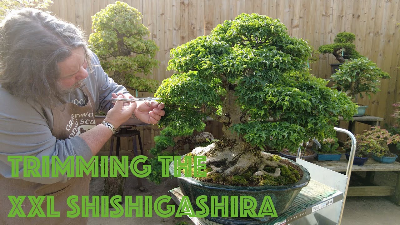 Late Spring Pruning On The XXL Shishigashira + Nursery Walk About -Greenwood Bonsai