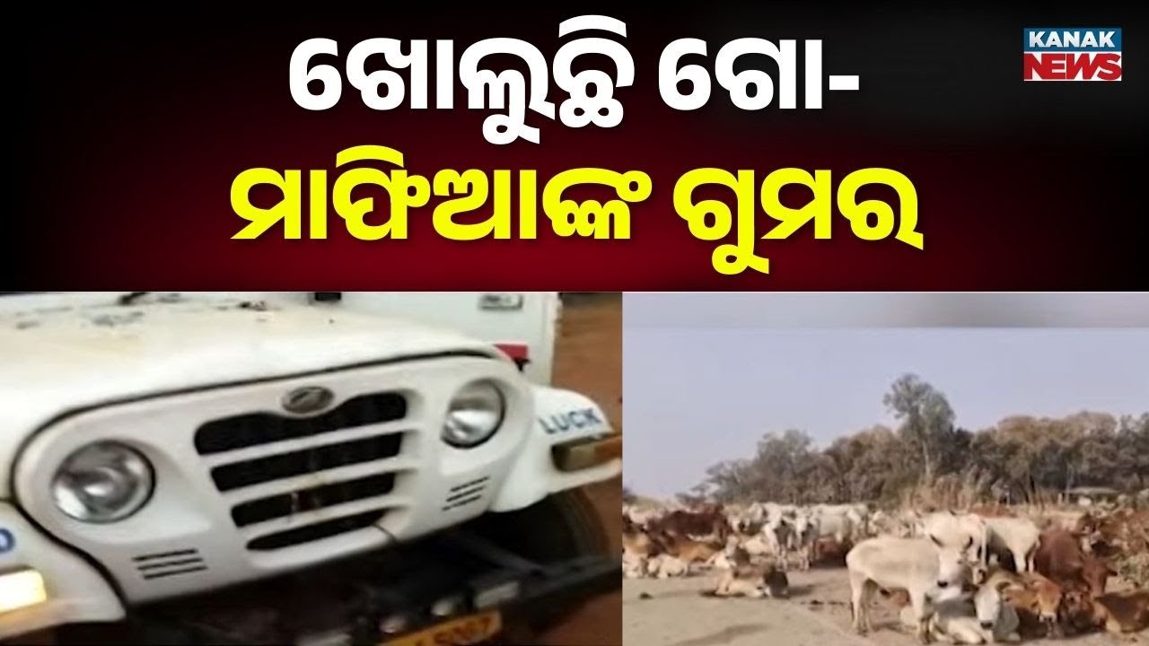 Illegal Cattle Smuggling Vehicle Seized in Jajpur | 8 Rescued