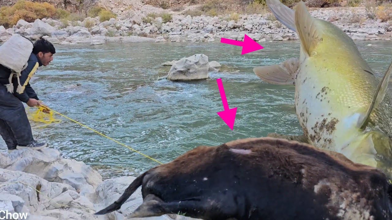 🎣🌊🎣: