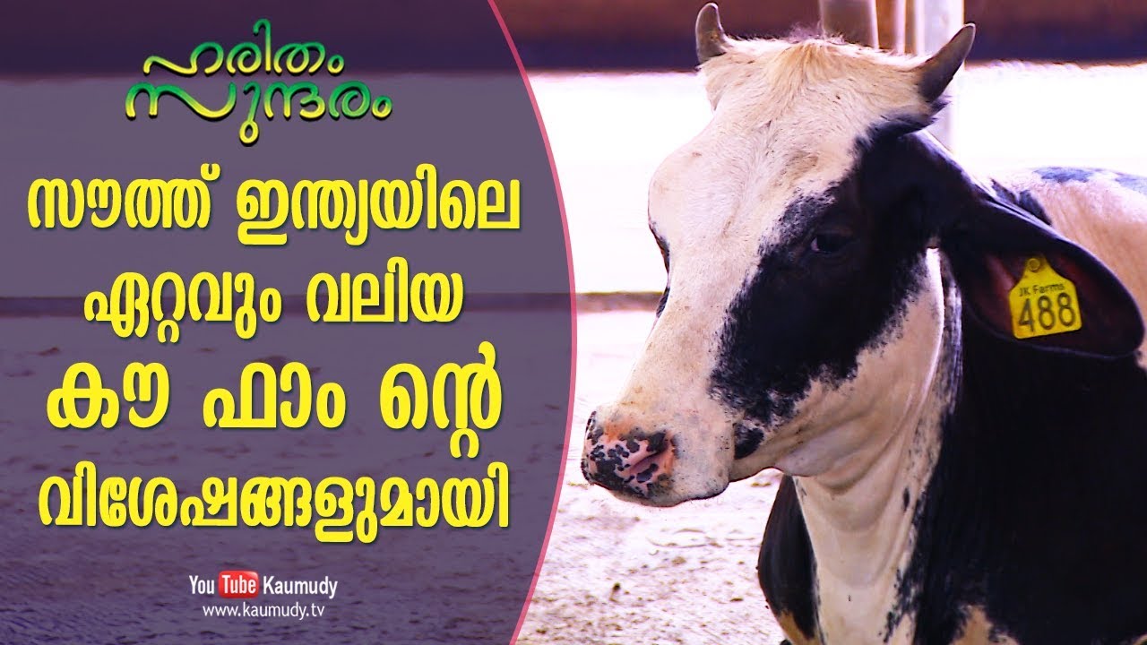 Amazing visuals of SouthIndia's Largest Cow Farm | Haritham Sundaram EP 193 | Kaumudy TV