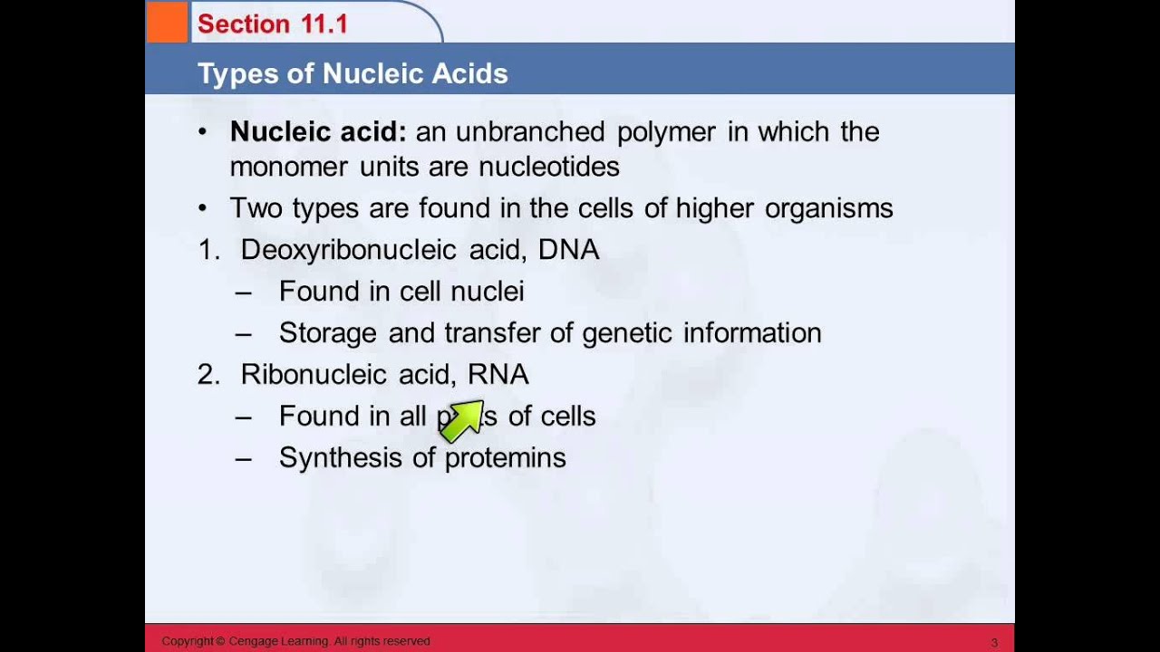 3B 11.1 Types of Nucleic Acids