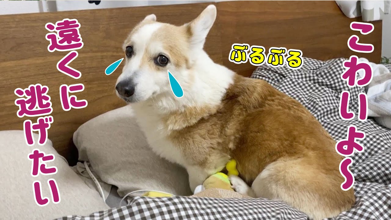 心配です、アレに震えが止まらないコーギー