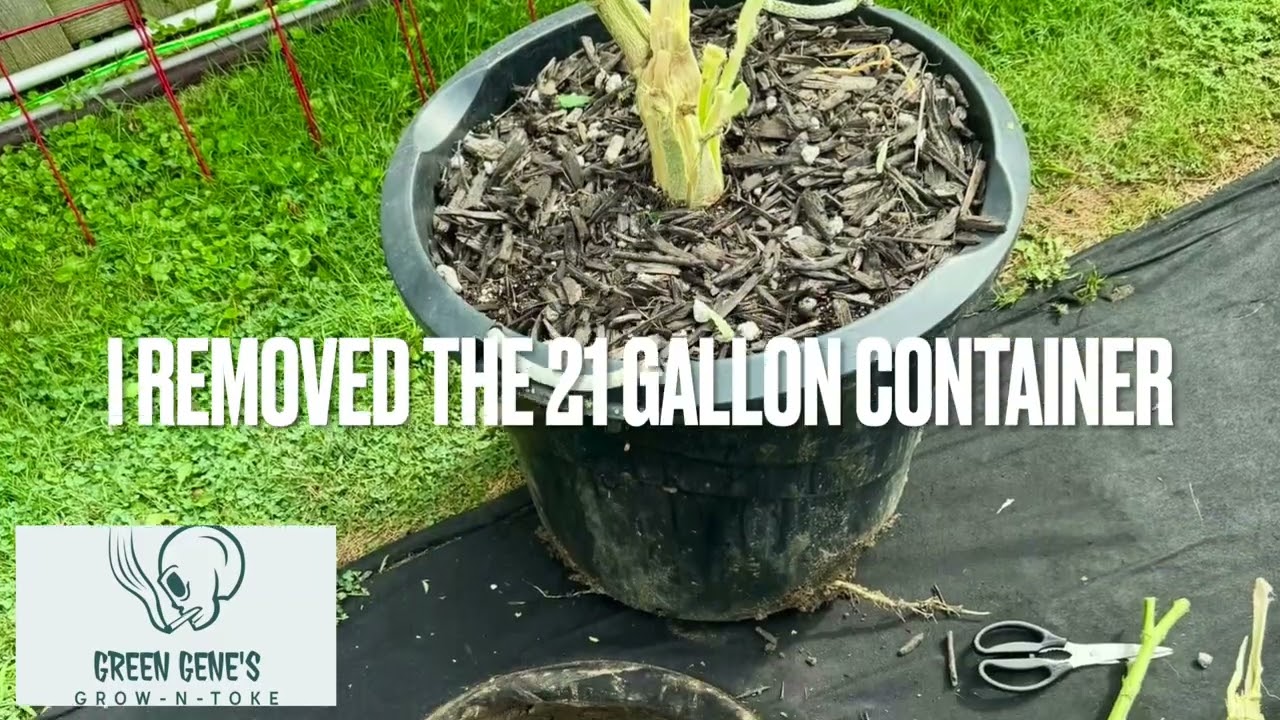 Killing Gorilla Roadkill Skunk Butter plant