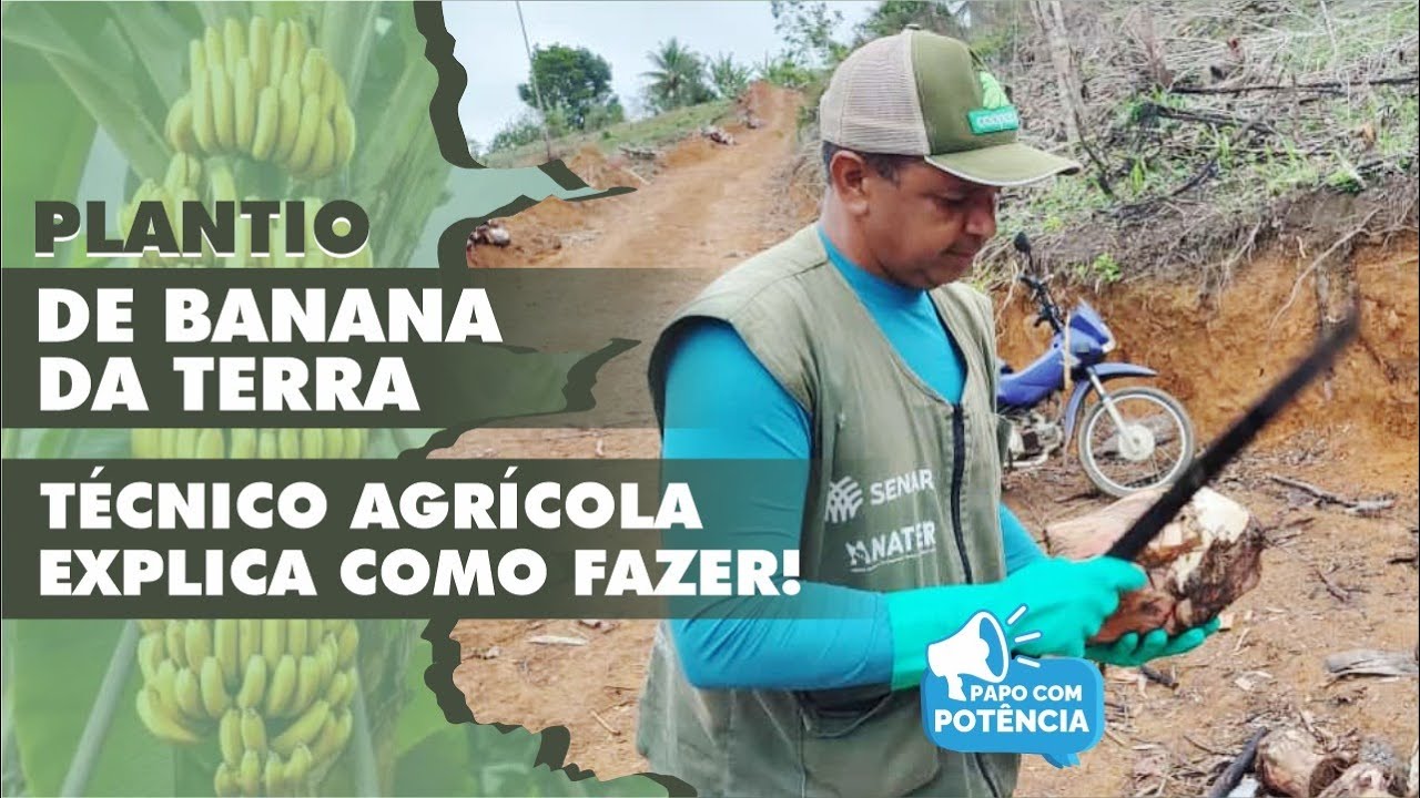 PLANTIO DE BANANA DA TERRA. TÉCNICO AGRÍCOLA EXPLICA COMO FAZER