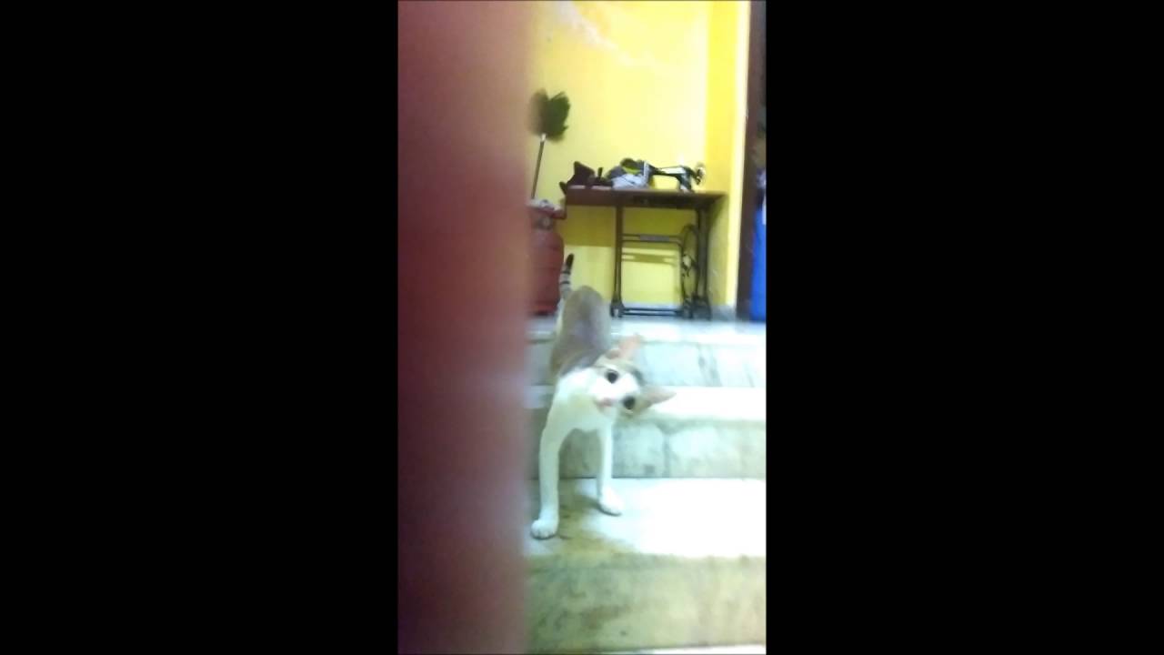 Funny Cat Staring || D-vines