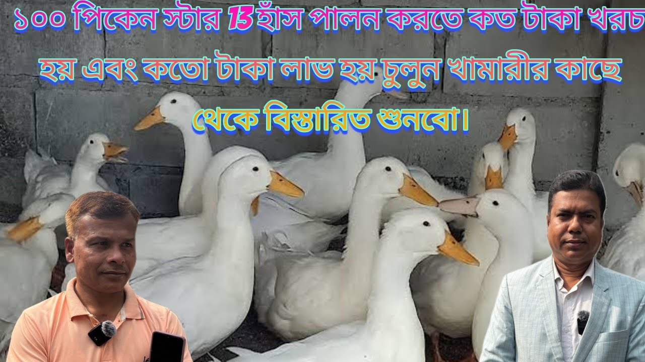 ১০০ পিকেন স্টার 13 হাঁস পালন করতে কত টাকা খরচ হয় এবং কতো টাকা লাভ হয় চুলুন খামারীর কাছে থেকে সুনী।