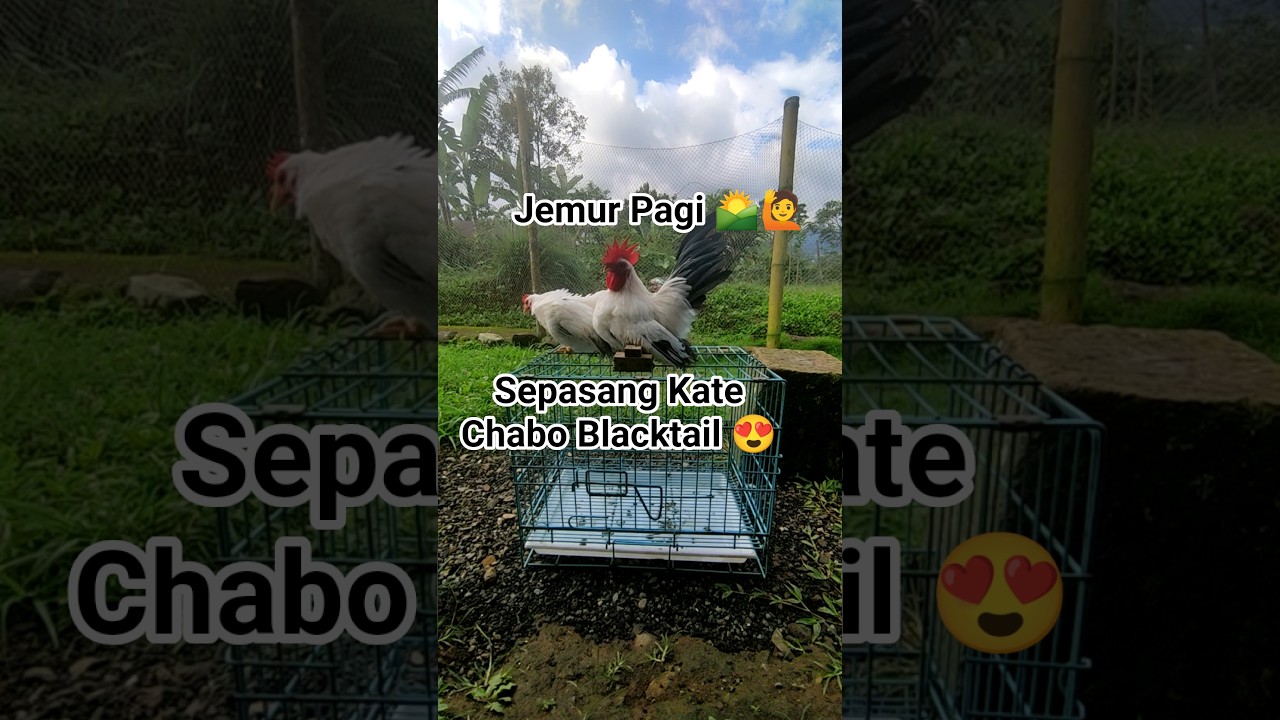 Jemur Pagi Ayam Kate Chabo Blacktail Cuaca Malu Malu😅 