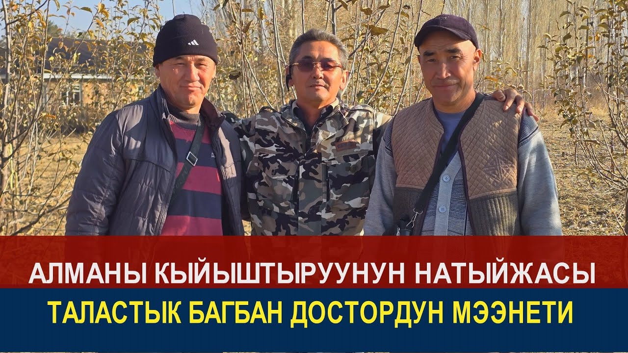 АЛМАНЫ КЫЙЫШТЫРУУ // СОНУН НАТЫЙЖАГА ЖЕТКЕН ЭКИ БАГБАН ДОСТУН ИЙГИЛИГИ//АЙТМАТОВ РАЙОНУ//КӨК-ДӨБӨ