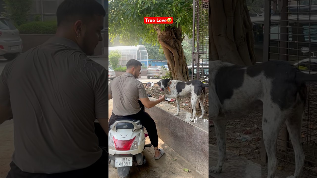 True Love🥹 Feeding Stray Dogs❤️ #dog #love #feed #shorts #feedingfurfriends