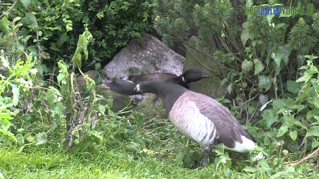 Sierwatervogels.NL - Brent goose (Branta bernicla)