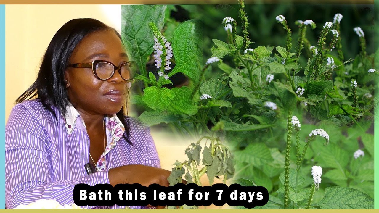 Bath Akonfem atiko leaf for 7 day @ 12midnight | The power of Heliotropium indicum | Akyedie fie