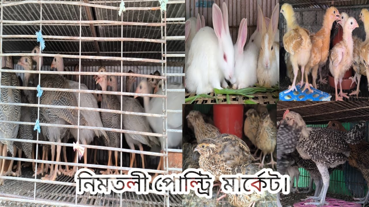 416 ৪০০ টাকা জোড়া খরগোশ টার্কি কোয়েল তিতির ফাউমি মুরগির বাচ্চা। নিমতলি মার্কেট। Shorif & Chicken BD