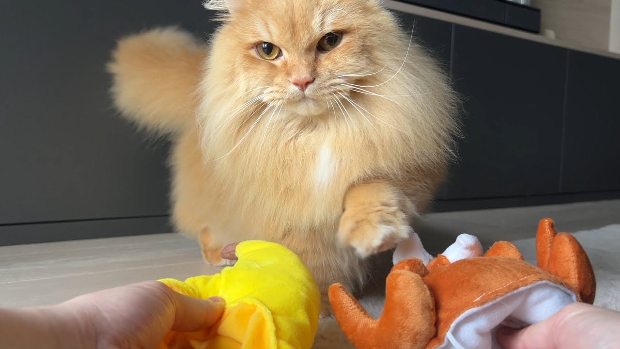 Trick & Treat with My Cat - Day 19
