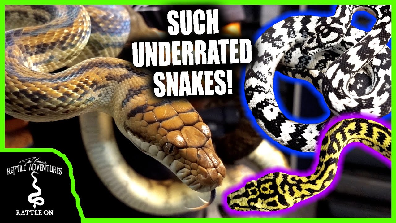 MORELIA MADNESS! CARPET PYTHONS AND SCRUB PYTHONS!