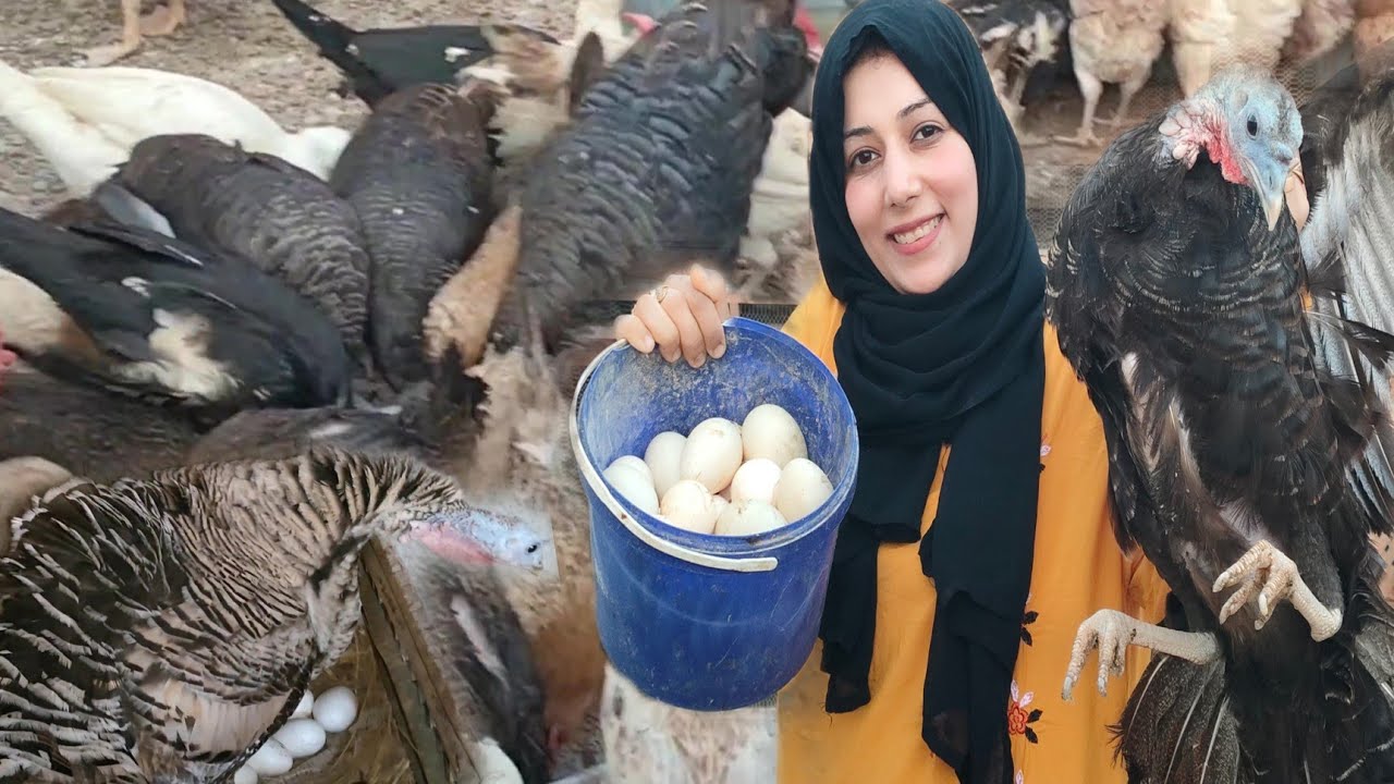 الطريقه الصحيحه تخلي الرومي يبيض معاكى على 5 شهور بدون ادويه وازاى تربحي منه ويكون عندك مزرعة بدون