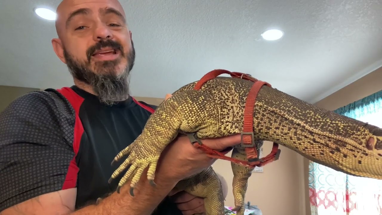 5 Reasons why Argus Monitors can be dangerous even for advanced keepers￼. #monitorlizard #reptile