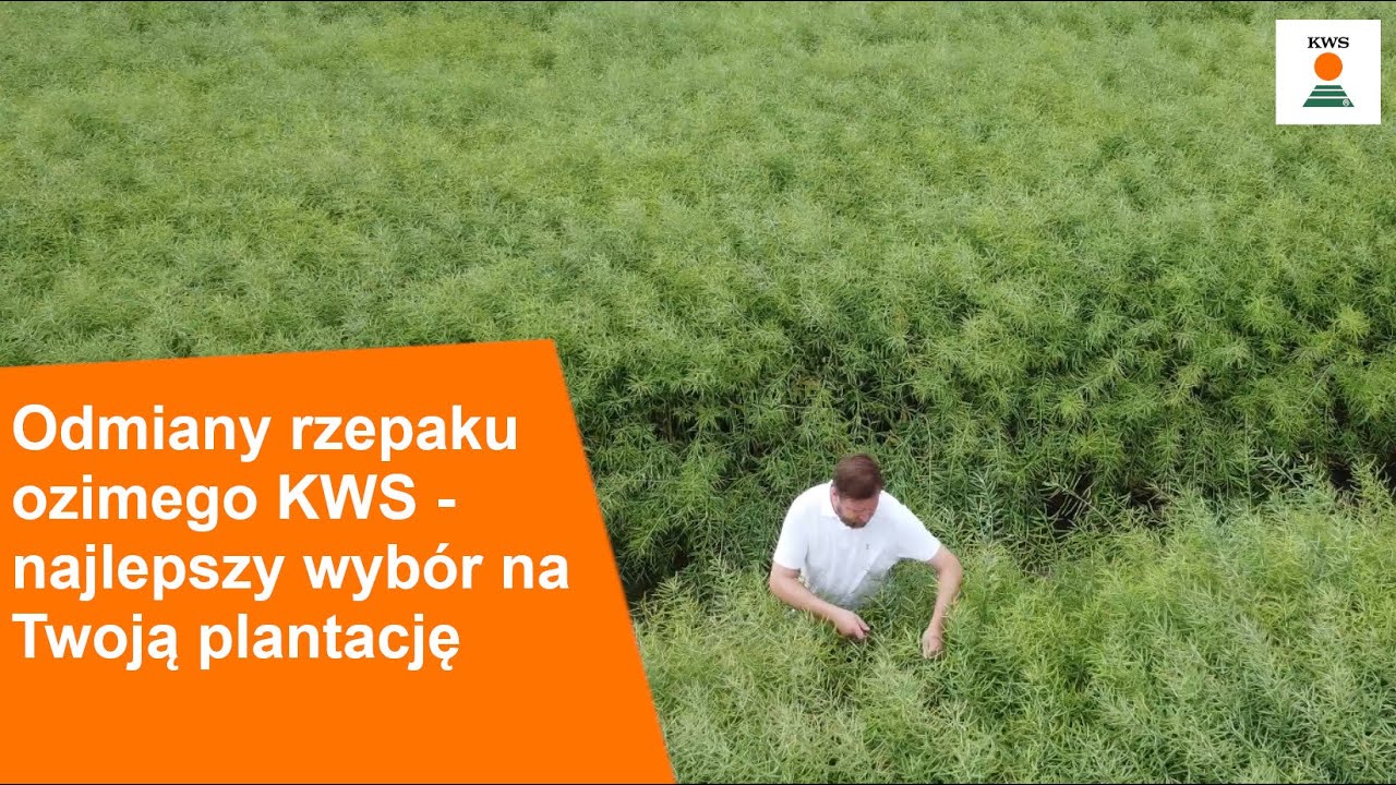 Odmiany rzepaku ozimego KWS - najlepszy wybór na Twoja plantację