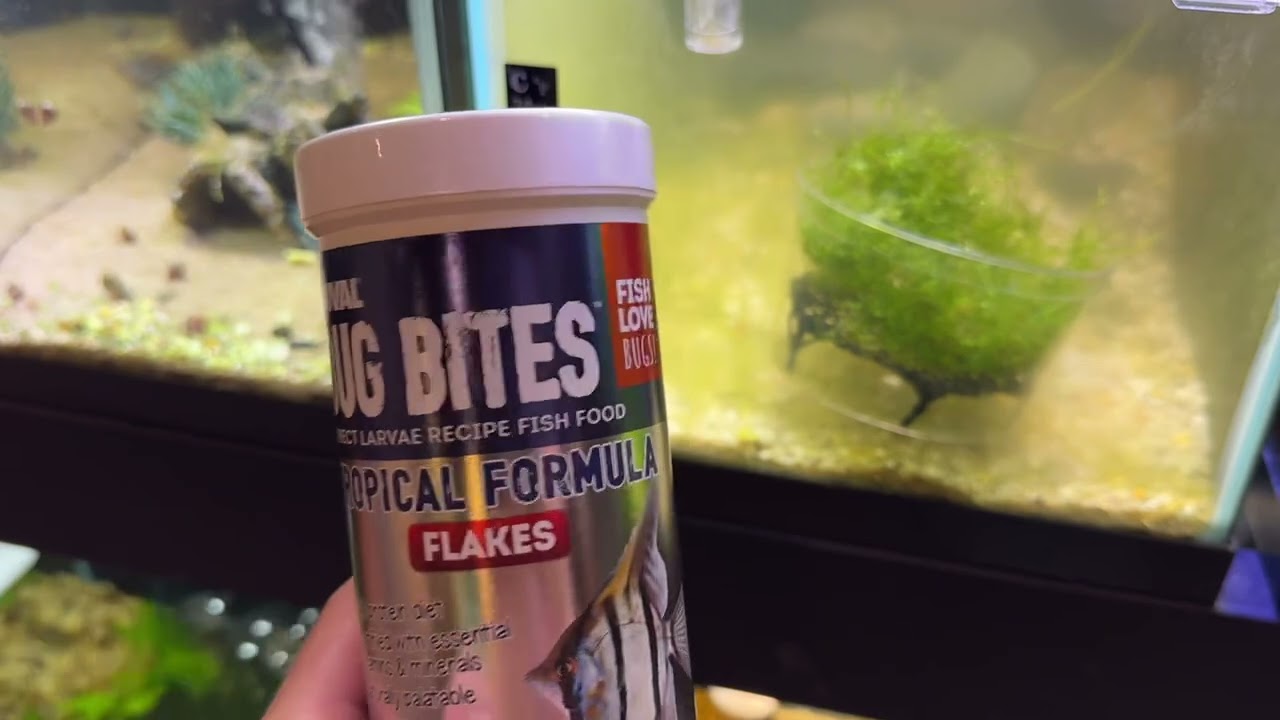 How to breed Celestial Pearl Danios | In-depth tutorial