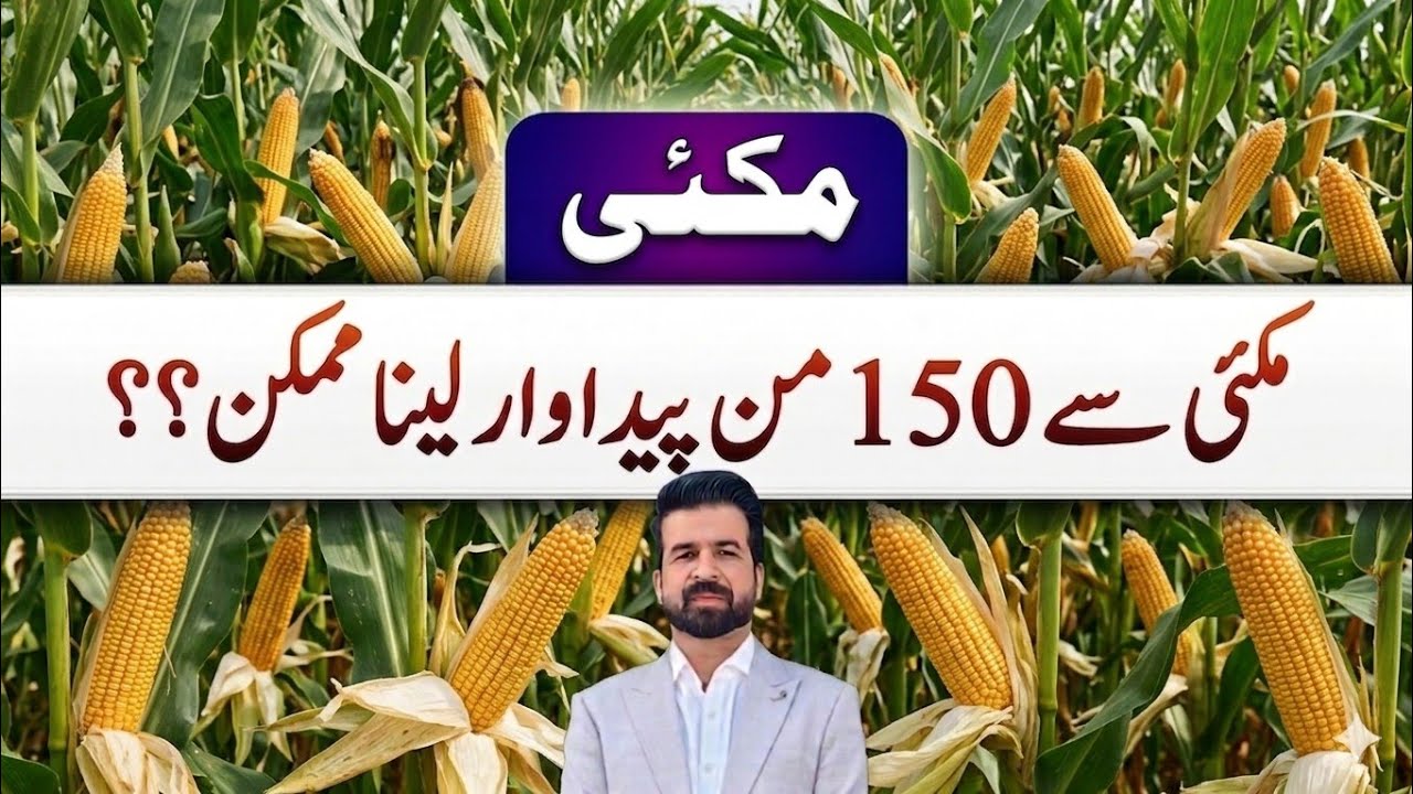 Maize yields secrets revealed fertilizer, Seed, Weather or Farmer management 