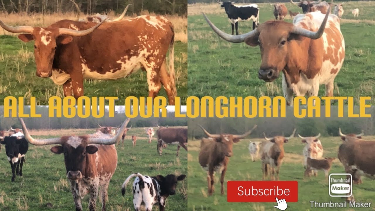 All About Our Longhorn Cattle