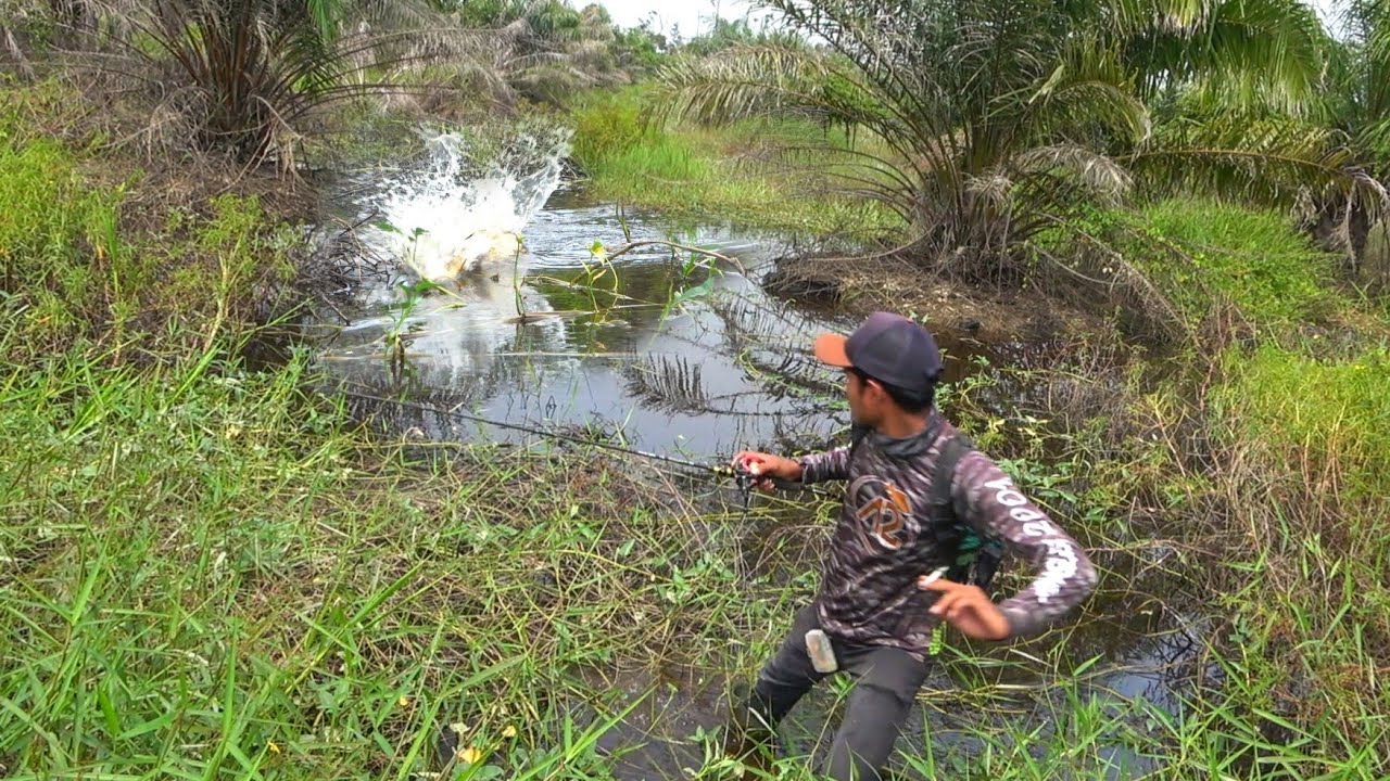 HOKI BANGET !!! Pemancing ini Temukan Rawa Yang Dihuni Banyak Sekali Ikan2 Ganas