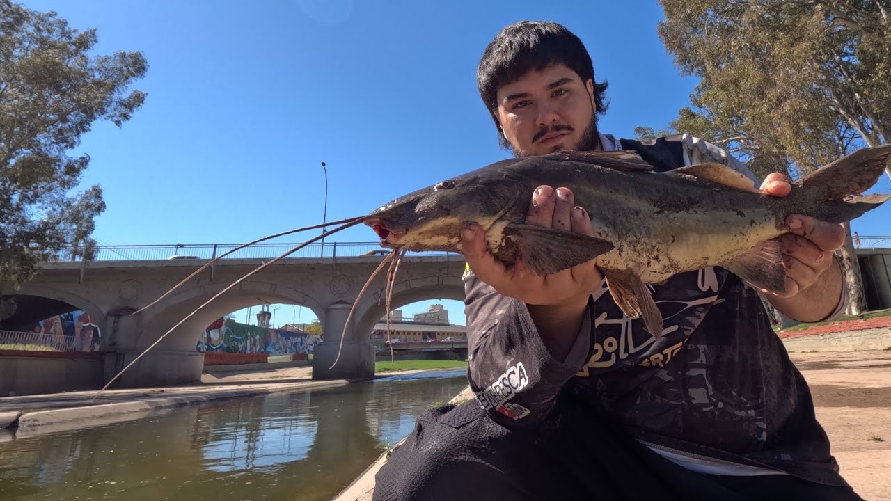 &iquest;HAY PECES AS&Iacute; EN LA CIUDAD? | Pesca Extrema de Bagres Gigantes en C&oacute;rdoba ⚠️
